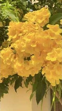 Yellow Bell Flower (Golden Shower Tree) – Beautiful Yellow Clusters in the Garden