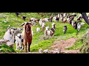 Κοπάδια Γίδια, Πρόβατα, Ελάφια, DHITE, Keciler, Ovehla, Goats, Koyun #domba #keçi #goat #cabra