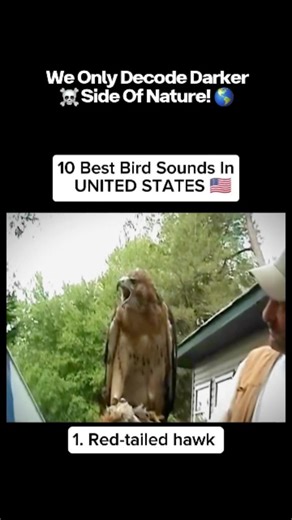 Decoding Worlds – Nature’s Darkest Secrets on Instagram: "🦅🔊 10 BEST BIRD SOUNDS IN THE UNITED STATES 🇺🇸 (Some sound beautiful… others sound terrifying) Birds don’t just sing — they communicate danger, dominance, and warnings. In the wild, sound is survival… and some calls send chills straight down your spine. 🎯 #1 Red-Tailed Hawk: A sharp, piercing scream — the sound of control from the sky 🌫 Loons: Echoing calls that feel haunting, almost unreal ⚠️ Territorial Cries: Signals rivals to st