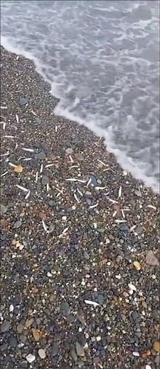Unbelievable Mass Fish Stranding in Gwynedd: Nature's Spectacle at Pwllheli Beach 2023