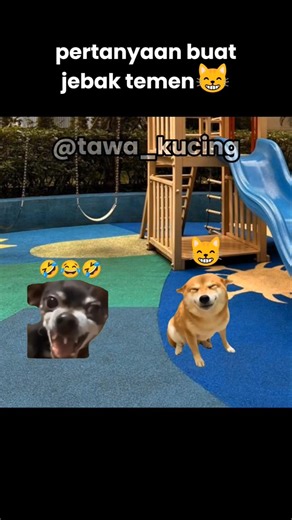 langsung terhipnotis 😹#cat #memes #funny #catmemes #shorts #kucing #imut #lawak #catlovers