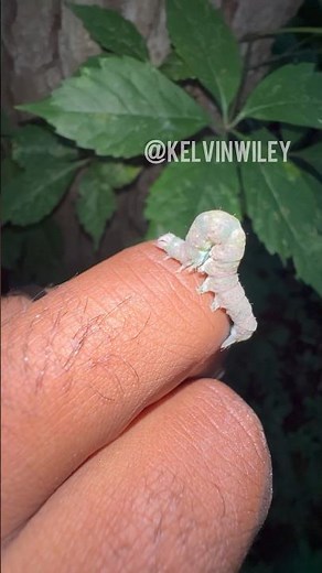 Inchworm Handling!