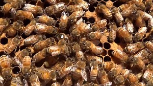 File:Queen honey bee laying eggs.webm - Wikimedia Commons