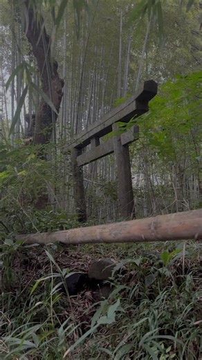 戦前から現在にかけて鳥居の記号が消失し た場所へ。社殿等はなくなっており、竹林の中ただ鳥居だけが取り残されている。退廃的な美しさ。📍どこかの神社跡-大分 #japan #神社 #abandoned