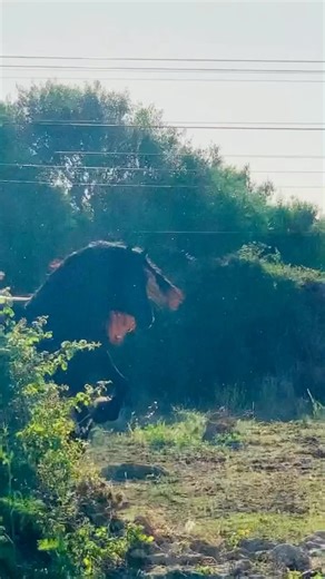 BLACK STORM Sortie spectaculaire il adore montré sa criniere et jouer avec il sait charmer ce coquin etalon frison Black Storm#cheval #frison #pour