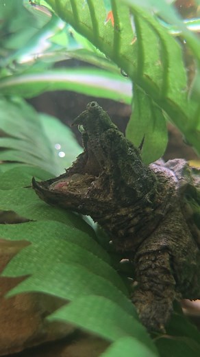 Animal adaptations are amazing! Alligator snapping turtles have a lure on their tongue! This special adaptation means that these turtles don't have to move and can remain sedentary luring their prey to them. You can see our youngest snapping turtles in the Children's Zoo presented by Primrose Schools! Do you see the lure? 📷: Caretaker Kayla | Oklahoma City Zoo and Botanical Garden