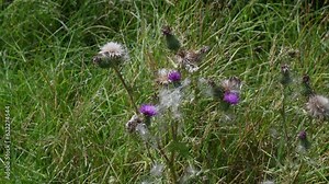 Wild thistle with fluffy like seeds about to fly