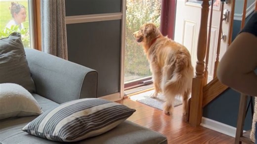 Dog welcomes his human baby brother home heartwarming video