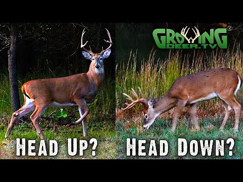Bow Shot? Head Up or Down? Unbelievable Archery Tip (726)