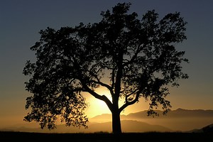 Tree ID: 5 Trees All Outdoorsmen Should Be Able to Recognize