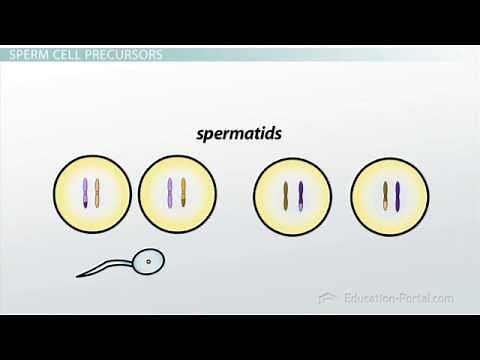 Spermatogenesis