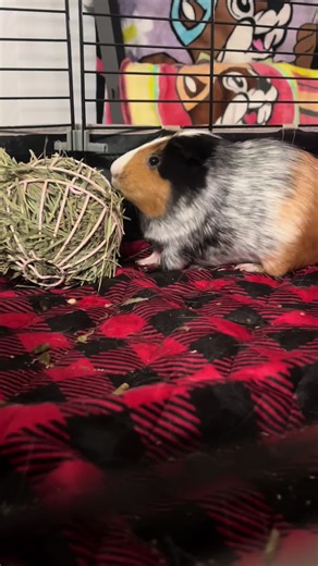 In a world where a guinea pig faces a giant… only snacks can save them both 🐹🎬🐕 #PetAdventure #ScarysCat #FYP”