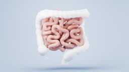 Intestinal tract with digestive health concept, 3d rendering. Motion...