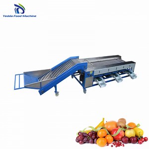 [Hot Item] Advanced Produce Grading System for Efficient Vegetable Processing