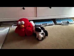 tmx tickle me elmo with Lol rollovers laughing dog
