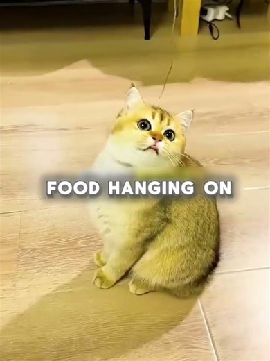 Proof That Cats Can Be Adorable… and Totally Dumb 😹🐈 #shorts