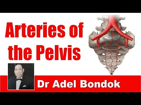 Arteries of the Pelvis, Dr Adel Bondok