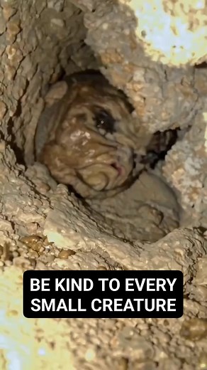 5.7K reactions · 1K shares | #bekind #dontharmthem | Ruby Ruby | Facebook