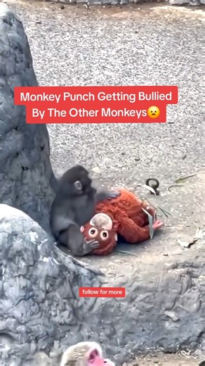 Why Are They Bullying Him? 😦