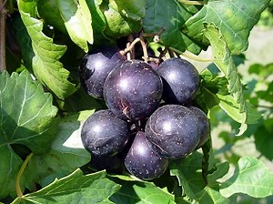 Lane Muscadine | Shop Muscadine Vines | Ison's Nursery & Vineyard