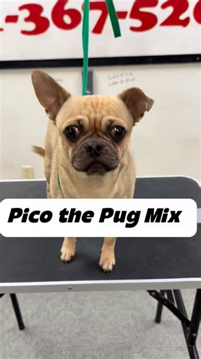 37K views · 3.9K reactions | A very good boy named Pico #pug #chihuahua #chug #dogbath #pugsofinstagram #doggrooming #chihuahuas #pugs #chihuahuastagram | Animalkingdomdoggrooming | Facebook