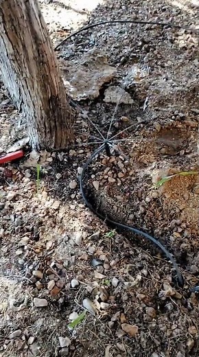 Drip Irrigation Repair 💧