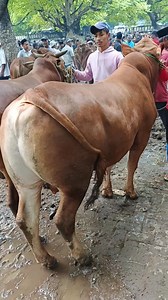 Sapi limosin jumbo di pasar ketapang sampang #PasarKetapang​#HargaSapiMadura​#PedetanMadura​#SapiMadura​#InfoSapi | Ajiez Bholank
