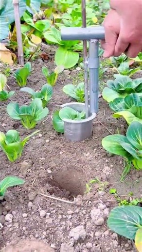 Creating precise planting holes using manual soil auger in vegetable garden beds efficiently fields