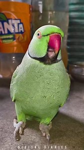 Indian talking parrot 😍 #parrot #talkingparrot #shorts #reels #birdwatching #wildlife #birdlovers #parrotlife | digital diaries