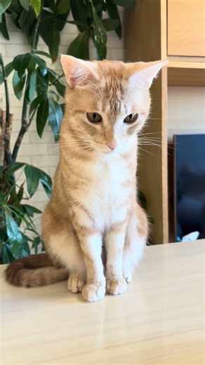 #cat #ねこ 大好きなシーバが在庫切れの猫が待遇改善のお願いをしてますにゃ🐈