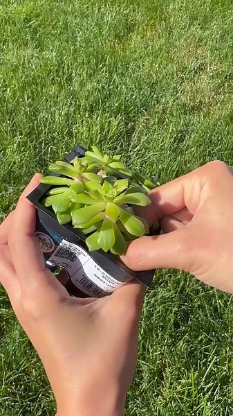 Creative Garden Decor: Make a Planter from Your Old Footwear