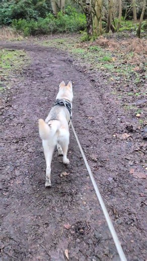 Roslin. @HuskyWalksScotland #youtubeshorts #husky #scotland #short #shorts #shortvideo #fyp