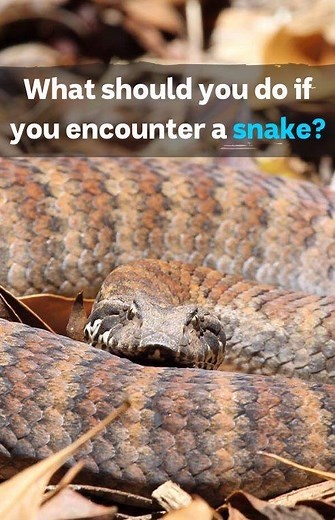 4.5M views · 2.2K reactions | What should you do if you encounter a snake? | ABC News | Facebook