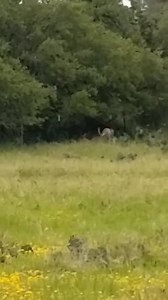 'ROO ON THE RUN! A kangaroo escaped from a ranch in Hays County, and neighbors have spotted the marsupial--but it still hasn't been caught http://bit.ly/2VrN0If | CBS Austin