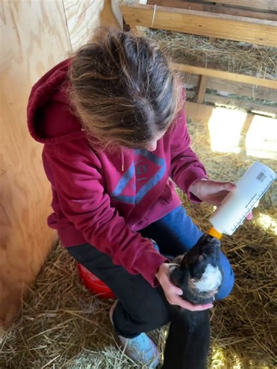 Delightful Moments with Baby Goats on TikTok