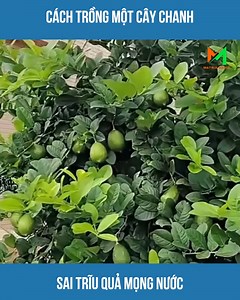 405K views · 3.3K reactions | Cách trồng một cây chanh sai trĩu quả mọng nước | Handy Zhong | Facebook