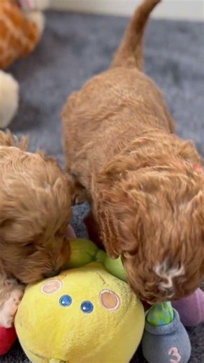 4 week old Cavapoo puppies playing
