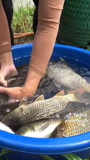 Transporting Big Catfish to Market: An Easy Method