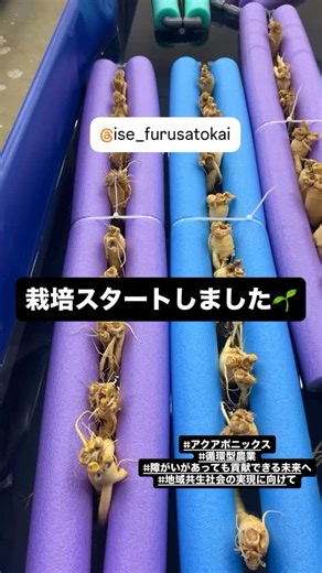 社会福祉法人 伊勢ふるさと会 on Instagram: "・ 【工房ぼちぼち倶楽部】 循環型農業アクアポニックス 野菜の植え付け開始しました🙌 今回は「高麗人参」の栽培に挑戦します！🔥 利用者の皆様が自信を持って地域に 貢献できる取り組みを💪 これから様々な野菜の栽培にチャレンジしていきます！ ※-※-※-※-※-※-※-※-※-※-※-※-※-※-※-※-※-※-※-※- 「明るく・楽しく・元気よく✨」 「あなたの依頼が地域貢献に💪」 内職等作業依頼・作業所見学等 お気軽にお問い合わせください😊 〒516-0079 三重県伊勢市大世古３丁目１−９７ 社会福祉法人伊勢ふるさと会 就労継続支援B型事業所 工房ぼちぼち倶楽部 TEL:0596-26-1220 ※-※-※-※-※-※-※-※-※-※-※-※-※-※-※-※-※-※-※-※- #障がい福祉サービス #伊勢ふるさと会 #就労継続支援B型 #工房ぼちぼち倶楽部 #GBP"