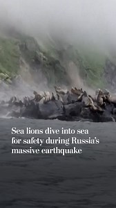 4.4M views · 44K reactions | Sea lions were spotted diving into water for safety off of Russia's Antsiferov Island after an 8.8-magnitude earthquake struck. Read live updates: https://wapo.st/4lLrkQe | Washington Post | Facebook