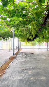 7.2K views · 153 reactions | Grapes plantation | Jacky Zh | Facebook