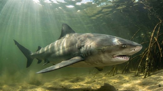 How this one shark have one of the deadliest reputation