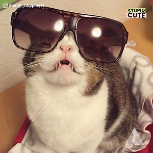 954K views · 1.3K shares | We bet you haven't seen a cat like @monty_happiness before... dat face . | Instant | Facebook