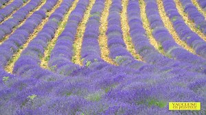 354K views · 9.9K reactions | On n'a pas encore trouvé le moyen de faire une vidéo olfactive. Dommage! Et si vous veniez ? | Vaucluse ProvenceGuide | Facebook