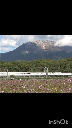【コスモスと伊吹山と新幹線 】東海道新幹線 #shorts
