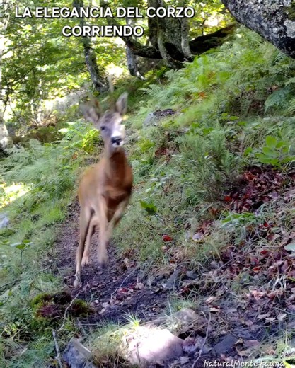 LA ELEGANCIA DEL CORZO CORRIENDO #cordilleracantabrica #asturiasparaisonatural #wildlife
