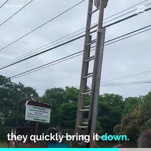 1.7M views · 142 reactions | A group of locals and tourist band together to save a sloth teetering from a power line.  | Bad Parenting Presents | Facebook