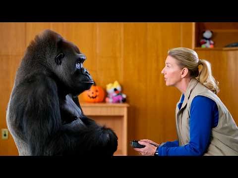 Gorilla Knew Sign Language and Revealed Something That Will Give You Goosebumps!