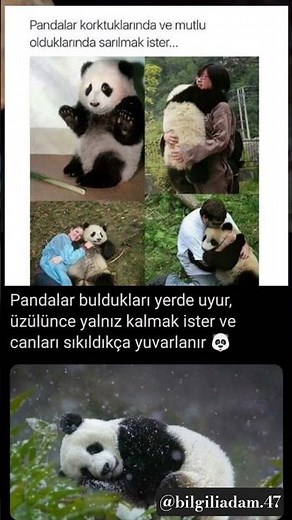 Pandalar!!!