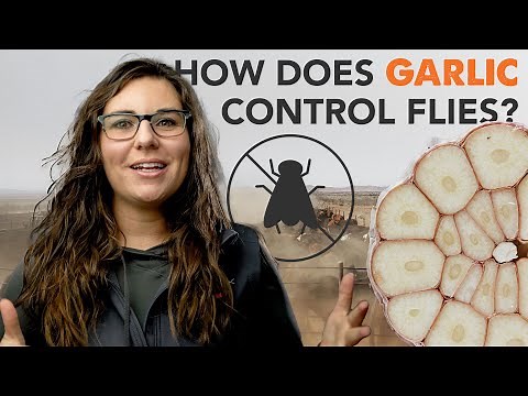 How does garlic control flies?